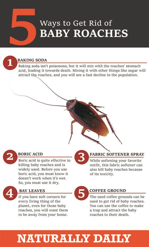 How do you get rid of roach infestation. Things To Know About How do you get rid of roach infestation. 